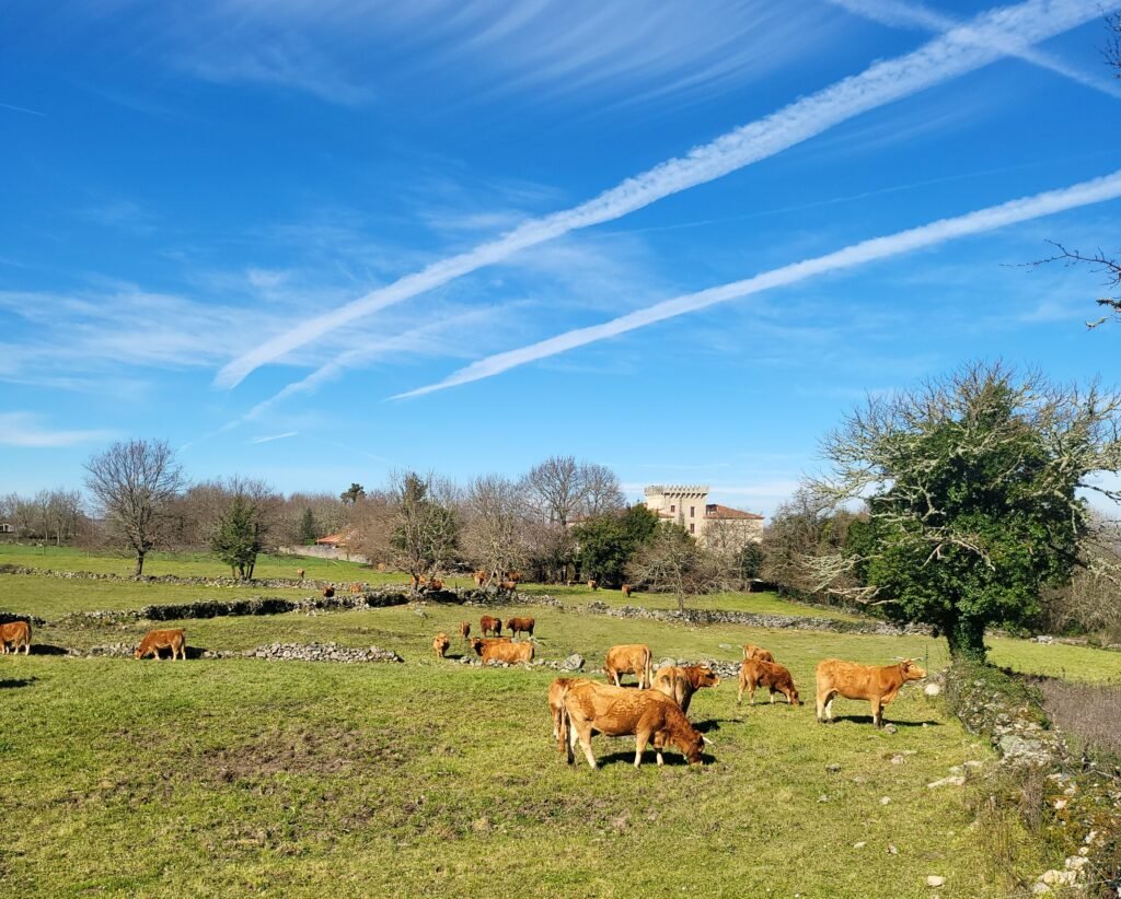 Rabaño de vacas